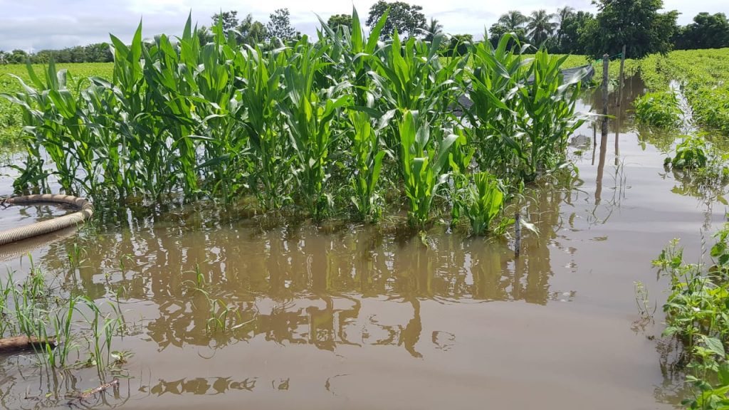 Alternativas de adaptación para zonas agrícolas del Pacífico de Guatemala expuestas a inundaciones y sequía