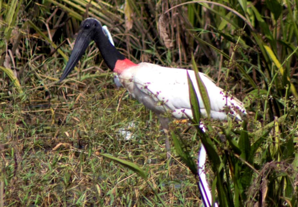 Ocurrencia y patrones de distribución del Jabirú (Jabiru mycteria) en el Pacífico de Centroamérica a partir de datos de ciencia ciudadana